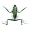 simple origami frog II